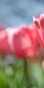 Flowers,Tulips,Plants