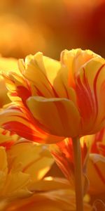 Tulipes,Fleurs,Plantes