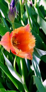 Flowers,Tulips,Plants