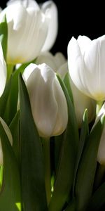 Flowers,Tulips,Plants