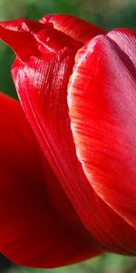 Fleurs,Tulipes,Plantes