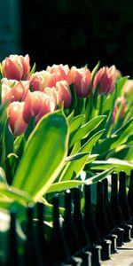 Fleurs,Tulipes,Plantes