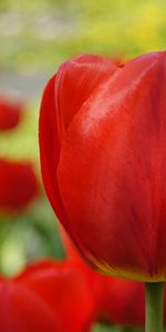 Flowers,Tulips,Plants