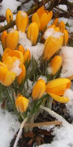 Flowers,Tulips,Plants