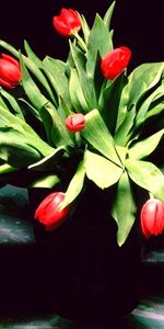 Fleurs,Tulipes,Plantes