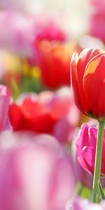 Flowers,Tulips,Plants