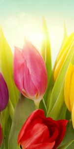 Flowers,Tulips,Plants