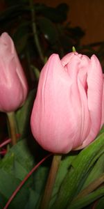 Flowers,Tulips,Plants