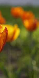 Flowers,Tulips,Plants