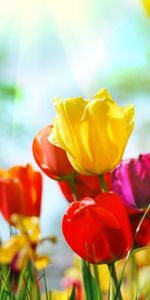 Flowers,Tulips,Plants