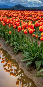 Fleurs,Tulipes,Plantes,Les Champs