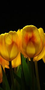 Flowers,Tulips,Shine,Background,Light