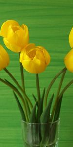 Flowers,Tulips,Vase,Background