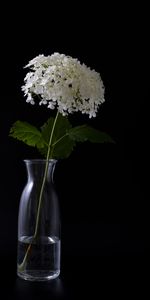 Flowers,Vase,Hydrangea