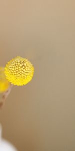 Fleurs,Vase,Minimalisme,Plantes