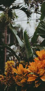 Flowers,Vegetation,Greenhouse,Leaves,Plants