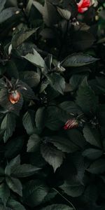 Flowers,Vegetation,Nature,Leaves,Flora,Dark,Vegetable