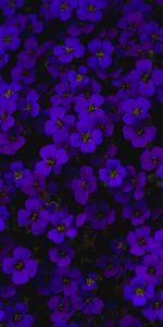 Flowers,Violet,Aubrieta,Aubreyet,Dark,Purple