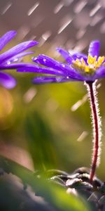 Flowers,Violet,Blur,Smooth,Flower,Petals,Purple