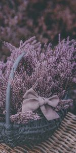 Flowers,Violet,Bow,Basket,Purple,Lavender