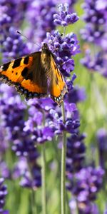 Fleurs,Mauve,Source,Papillon,Printemps