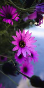 Mauve,Marguerite,Macro,Fleurs,Pâquerette