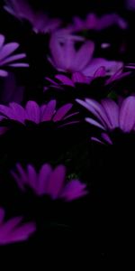 Flowers,Violet,Dark,Purple