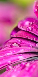 Flowers,Violet,Drops,Petals,Dew,Purple