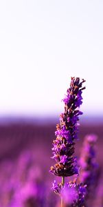 Flowers,Violet,Flower,Blur,Smooth,Inflorescence,Purple,Lavender