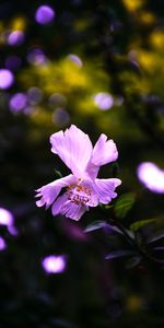 Flores,Flor,Hibisco,Púrpura,Violeta