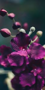 Flowers,Violet,Flower,Petals,Purple