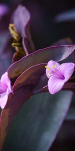 Planter,Fleur,Plante,Fermer,Mauve,Gros Plan,Macro,Fleurs