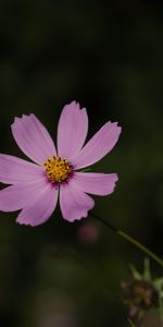 Flowers,Violet,Flower,Plant,Macro,Cosmos,Kosmeya,Purple