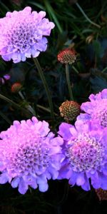 Flowers,Violet,Flowerbed,Flower Bed,Night