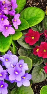 Flowers,Violet,Greens,Flower Bed,Flowerbed,Different,Priming,Ground,Garden