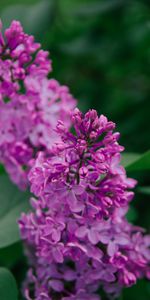 Flowers,Violet,Inflorescence,Lilac,Plant,Flowering,Bloom,Purple