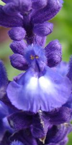 Flores,Macro,Cogollos,Inflorescencia,Vellosidades,Púrpura,Brotes,Violeta