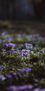 Crocus,Macro,Mauve,Clairière,Fleurs,Polyana