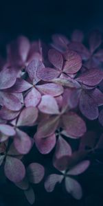 Flores,Macro,Pétalos,Hortensia,Púrpura,Violeta