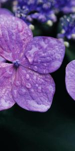 Flowers,Violet,Macro,Surface,Lilac,Drops