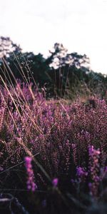 Domaine,Champ,Mauve,Nature,Floraison,Fleurs,Lavande