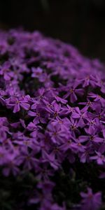 Flowers,Violet,Petals,Purple