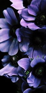 Flowers,Violet,Petals,Purple,Leaves