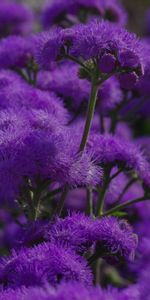 Macro,Fleurs,Plante,Planter,Mauve