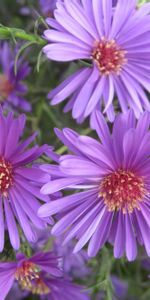 Flowers,Violet,Plants