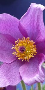 Flowers,Violet,Plants