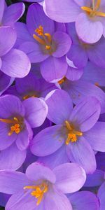 Flowers,Violet,Plants