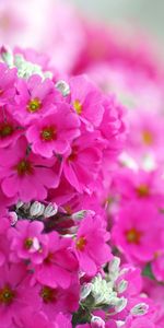 Flowers,Violet,Plants