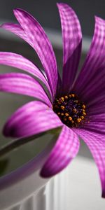 Flowers,Violet,Plants