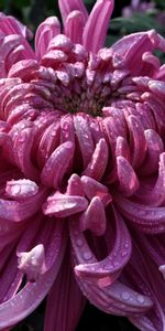 Flowers,Violet,Plants